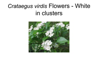 Crataegus virdis  Flowers - White in clusters 