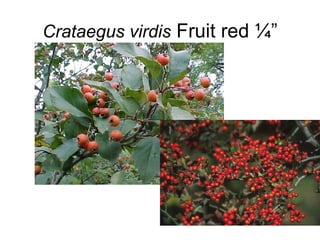 Crataegus virdis  Fruit red ¼” 