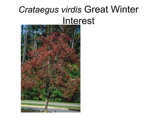 Crataegus virdis  Great Winter Interest 
