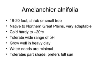 Amelanchier alnifolia 18-20 foot, shrub or small tree Native to Northern Great Plains, very adaptable Cold hardy to –20 o c Tolerate wide range of pH Grow well in heavy clay Water needs are minimal  Tolerates part shade; prefers full sun 