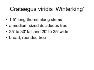 Crataegus viridis ‘Winterking’ 1.5" long thorns along stems  a medium-sized deciduous tree  25' to 30' tall and 20' to 25' wide  broad, rounded tree  