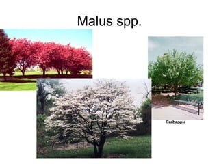 Malus spp.                                                               