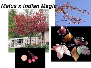 Malus x Indian Magic 