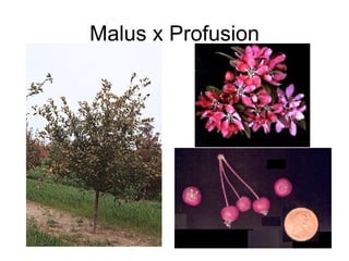 Malus x Profusion 