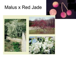 Malus x Red Jade 