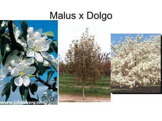 Malus x Dolgo 