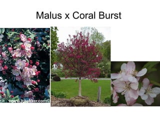Malus x Coral Burst  