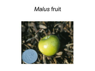 Malus  fruit 