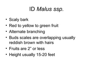 ID  Malus ssp. Scaly bark Red to yellow to green fruit Alternate branching Buds scales are overlapping usually reddish brown with hairs Fruits are 2” or less Height usually 15-20 feet 