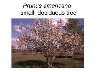Prunus americana   small, deciduous tree 
