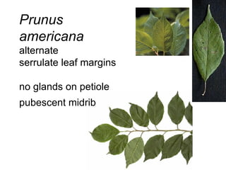 Prunus americana   alternate  serrulate leaf margins  no glands on petiole  pubescent midrib   