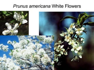 Prunus americana  White Flowers 