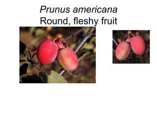 Prunus americana Round, fleshy fruit 