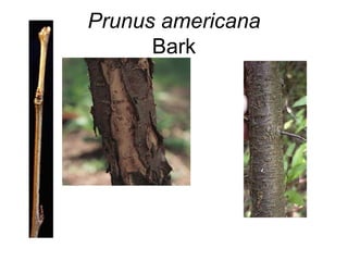 Prunus americana Bark 