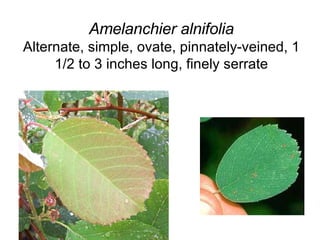 Amelanchier alnifolia Alternate, simple, ovate, pinnately-veined, 1 1/2 to 3 inches long, finely serrate 