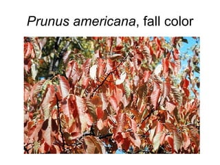 Prunus americana , fall color 