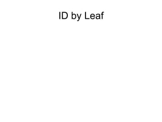 ID by Leaf 