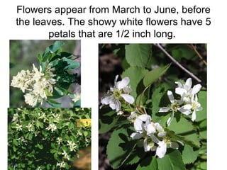 Flowers appear from March to June, before the leaves. The showy white flowers have 5 petals that are 1/2 inch long.  