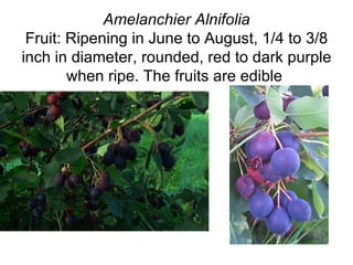 Amelanchier Alnifolia Fruit: Ripening in June to August, 1/4 to 3/8 inch in diameter, rounded, red to dark purple when ripe. The fruits are edible  