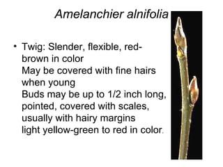 Amelanchier alnifolia Twig: Slender, flexible, red-brown in color May be covered with fine hairs when young Buds may be up to 1/2 inch long, pointed, covered with scales, usually with hairy margins light yellow-green to red in color .  