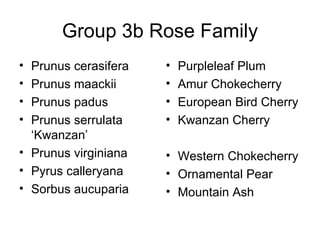 Group 3b Rose Family ,[object Object],[object Object],[object Object],[object Object],[object Object],[object Object],[object Object],[object Object],[object Object],[object Object],[object Object],[object Object],[object Object],[object Object]