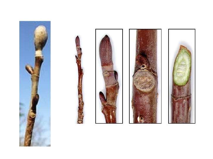 Woody Plants Group 5