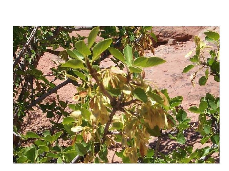 Woody Plants Group 5