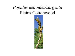 Populus deltoides/sargentii Plains Cottonwood 