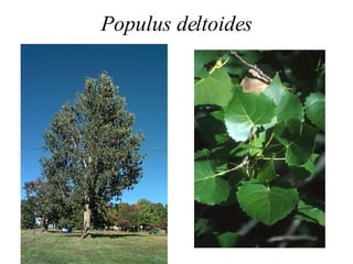 Populus deltoides 