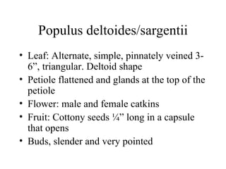 Populus deltoides/sargentii Leaf: Alternate, simple, pinnately veined 3-6”, triangular. Deltoid shape Petiole flattened and glands at the top of the petiole Flower: male and female catkins Fruit: Cottony seeds ¼” long in a capsule that opens Buds, slender and very pointed 