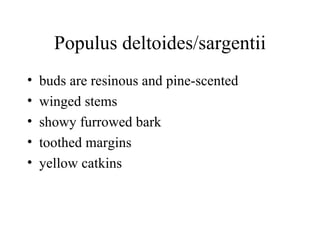 Populus deltoides/sargentii buds are resinous and pine-scented  winged stems  showy furrowed bark  toothed margins  yellow catkins  
