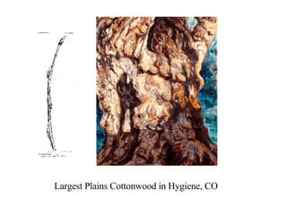 Largest Plains Cottonwood in Hygiene, CO 
