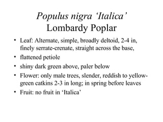 Populus nigra ‘Italica’ Lombardy Poplar Leaf: Alternate, simple, broadly deltoid, 2-4 in, finely serrate-crenate, straight across the base,  flattened petiole shiny dark green above, paler below Flower: only male trees, slender, reddish to yellow-green catkins 2-3 in long; in spring before leaves Fruit: no fruit in ‘Italica’ 