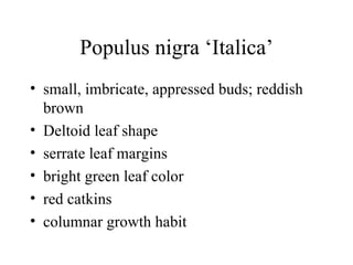Populus nigra ‘Italica’ small, imbricate, appressed buds; reddish brown  Deltoid leaf shape serrate leaf margins  bright green leaf color  red catkins  columnar growth habit  
