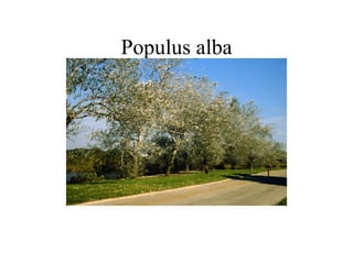 Populus alba 