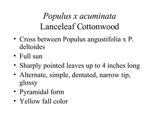 Populus x acuminata Lanceleaf Cottonwood Cross between Populus angustifolia x P. deltoides Full sun Sharply pointed leaves up to 4 inches long Alternate, simple, dentated, narrow tip, glossy Pyramidal form Yellow fall color 