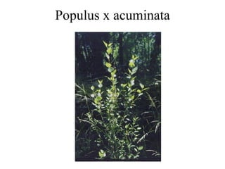 Populus x acuminata 