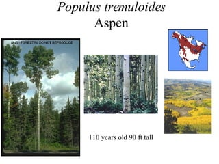 Populus tremuloides Aspen 110 years old 90 ft tall 