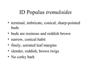 ID Populus  tremuloides terminal, imbricate, conical, sharp-pointed buds  buds are resinous and reddish brown  narrow, conical habit  finely, serrated leaf margins  slender, reddish, brown twigs  No corky bark 