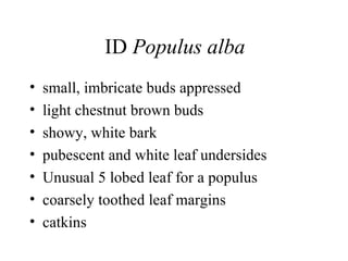 ID  Populus alba small, imbricate buds appressed  light chestnut brown buds showy, white bark  pubescent and white leaf undersides  Unusual 5 lobed leaf for a populus coarsely toothed leaf margins  catkins  
