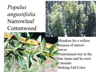 Populus angustifolia Narrowleaf Cottonwood Mistaken for a willow because of narrow leaves Predominant tree in the San Juans and So.west Colorado Striking Fall Color 