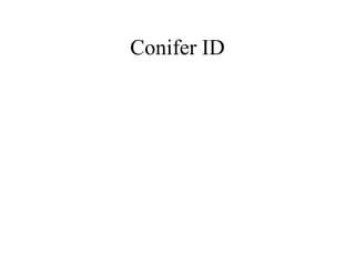 Conifer ID 