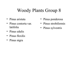 Woody Plants Group 8
• Pinus aristata        • Pinus ponderosa
• Pinus contorta var.   • Pinus strobiformis
  latifolia             • Pinus sylvestris
• Pinus edulis
• Pinus flexilis
• Pinus nigra