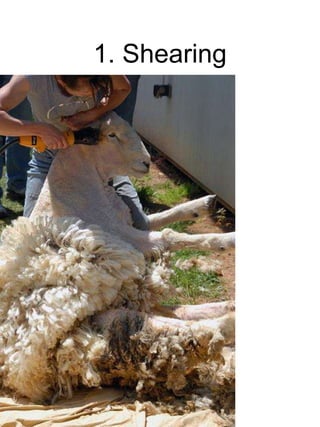 1. Shearing
 