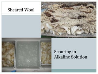 Sheared Wool
Scouring in
Alkaline Solution
 