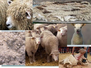 Natural Animal FIber - Wool