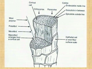 Wool Cell Pattern Wool and their structure, morphology and components property | PPTX