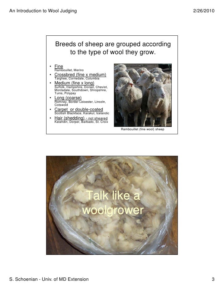 Wool Judging