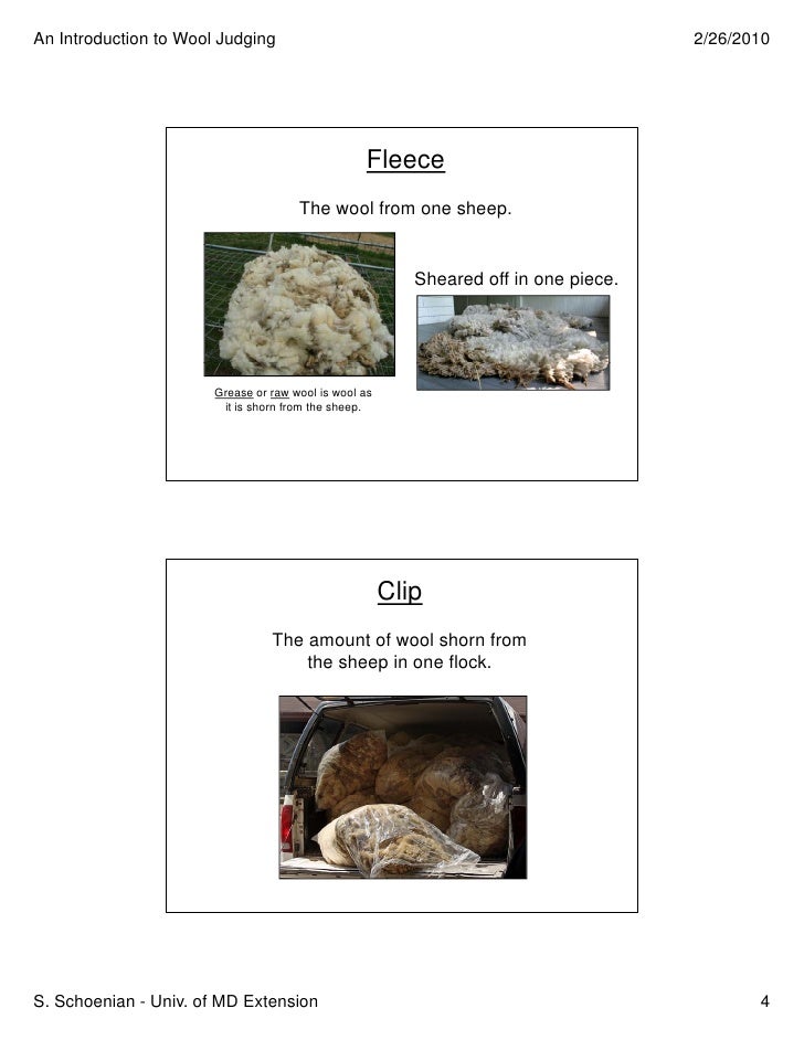 Wool Judging