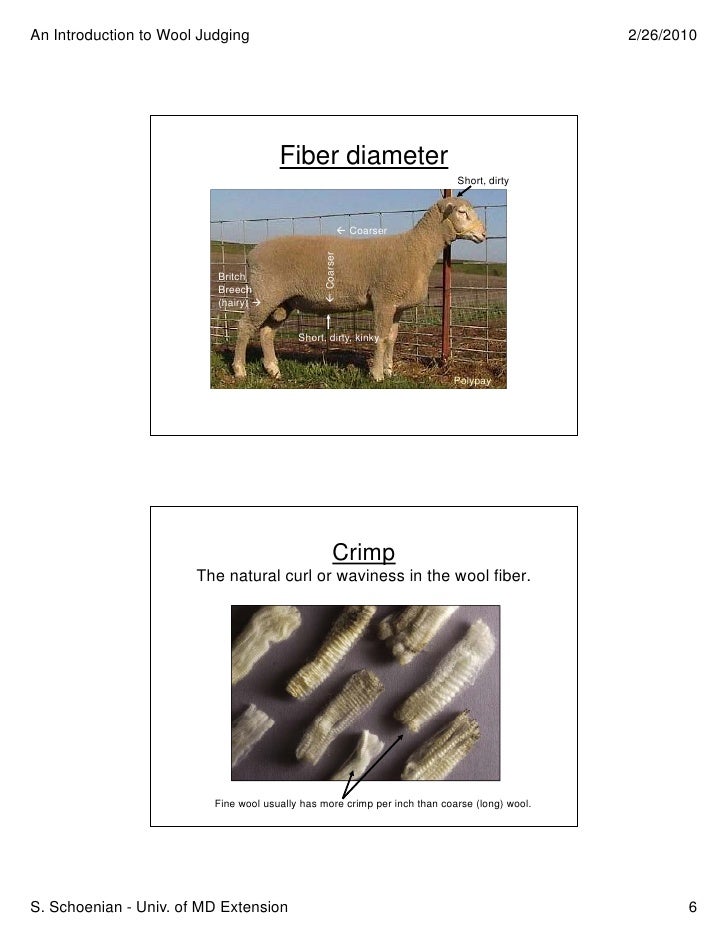 Wool Judging